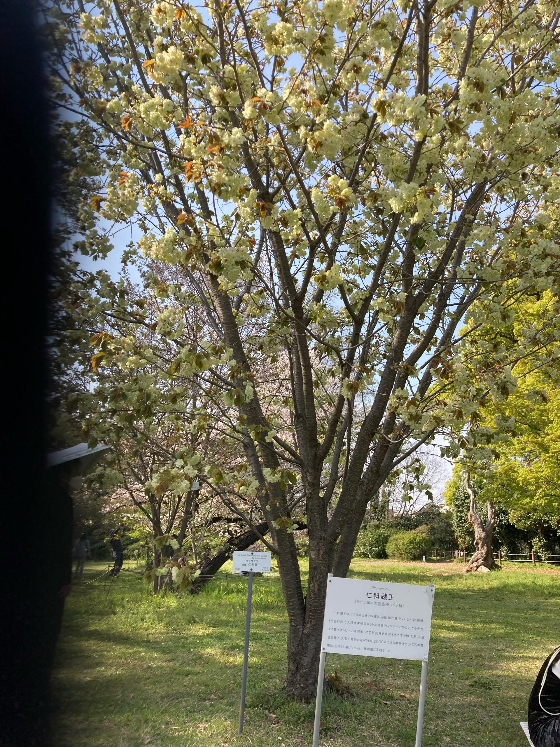 御衣黄桜 （39 岡沢晴彦） – Circle be unbroken