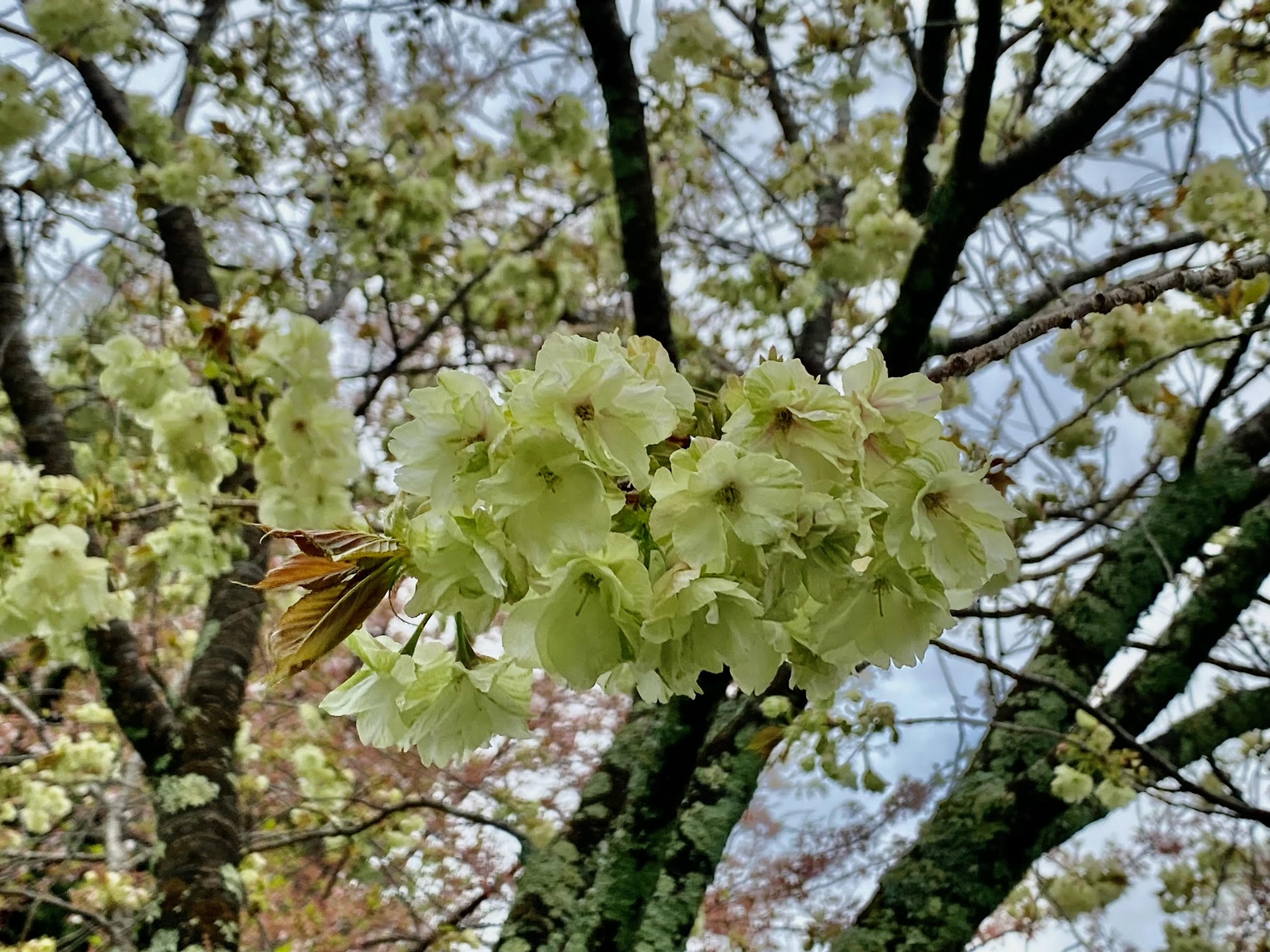 御衣黄桜 （39 岡沢晴彦） – Circle be unbroken